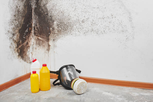 Best Local Mold Removal Service  in Bloomville, OH