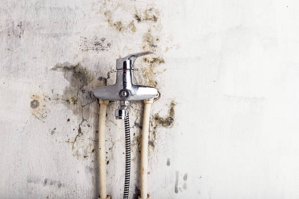 Best Fast Mold Removal  in Bloomville, OH
