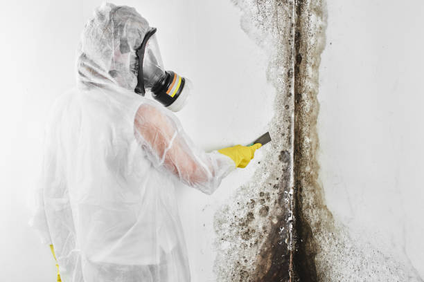 Best Professional Mold Removal  in Bloomville, OH