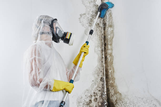 Best Commercial Mold Removal  in Bloomville, OH