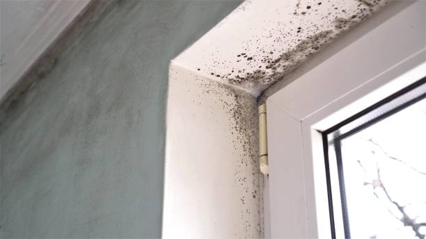 Best Mold Removal Specialists  in Bloomville, OH