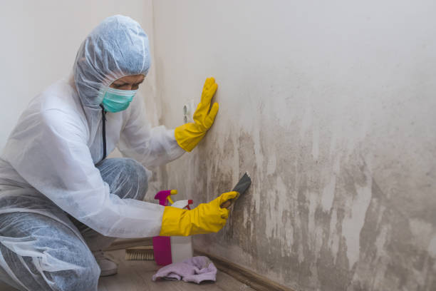 Best Mold Testing  in Bloomville, OH