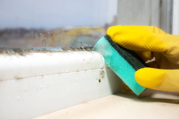 Best Emergency Mold Removal  in Bloomville, OH