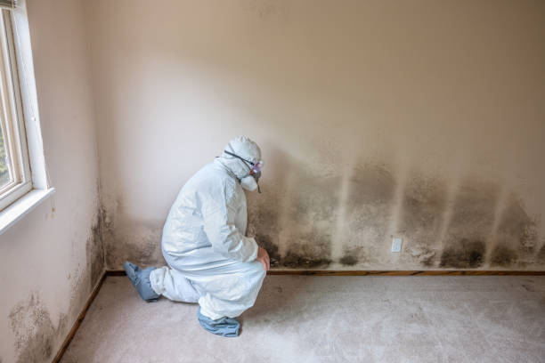 Best Certified Mold Removal  in Bloomville, OH