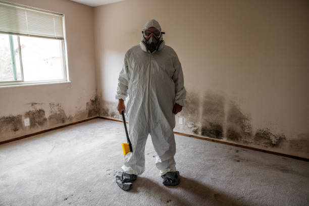 Best Certified Mold Removal  in Bloomville, OH