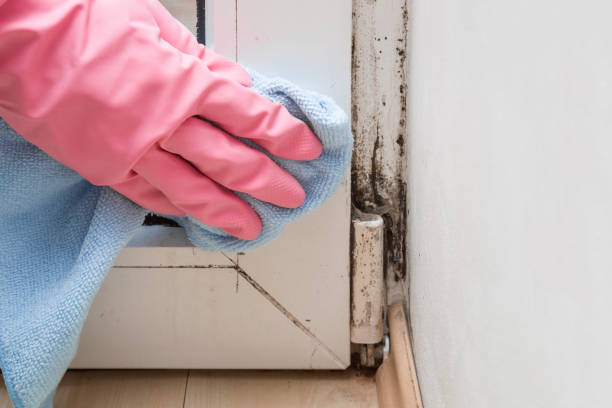 Best Crawl Space Mold Removal  in Bloomville, OH