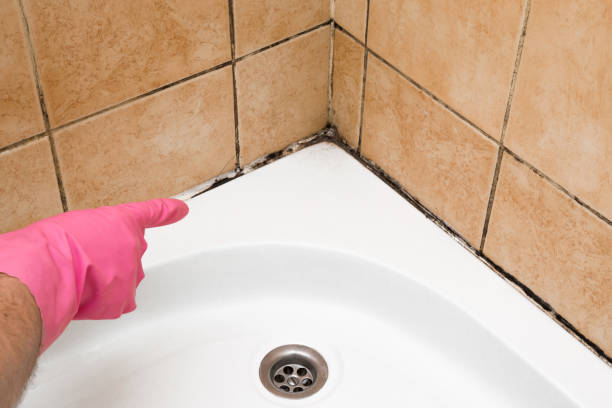 Best Mold Cleaning Services  in Bloomville, OH